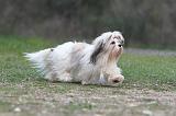 LHASSA APSO 083